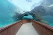 Aquarium Tunnel