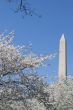 Washington Memorial between white flower