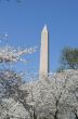 Washington Memorial during the Cherry Blosom festival