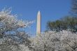 Washington Memorial and cherry blossoms