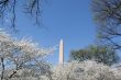 Cherry blosoms by the Washington Memorial