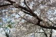 Cherry tree with blossoms