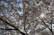 Cherry blossoms covering the sun