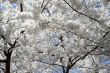 White flowers covering the sky