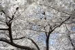 White floers during the Cherry Blossom festival