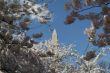 Top of the Washington Memorial between flowers