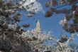 Washington Memorial and cherry trees