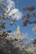 Washington Memorial between pink flowers