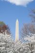 Washington memorial in spring