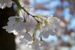 Cherry tree flower bunch