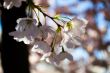 Sakura blossoms