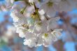 White and pink flowers