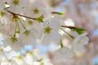 Cherry tree flowers side by side