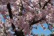 Pink Sakura flowers