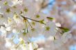 Sakura pink and white flowers