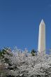 Festival and Washington Memorial