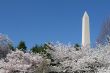 Washington Memorial overseeing the cherry blossom festival
