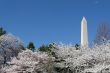 Cherry trees by the Washington Memorial