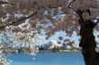 Thomas Jefferson Memorial surrounded by flowers