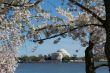 Thomas Jefferson Memorial framed with flowers