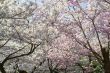 pink and white flowers