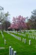 Cherry blossom at the Arlington Cemetery 