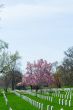 Pink flowers at Arlington Cemetery 