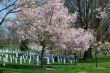 Pink cherry tree at the Arlington Cemetery 