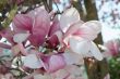 Tulip tree flower