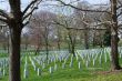 Trees at the Arlington Cemetery 