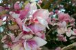 Pink tulip tree flower