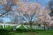 Cherry blossom in the cementery