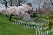 Spring coming to the Arlington Cemetery 