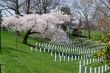 Sakura tree at the Arlington Cemetery 