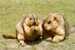 Two funny marmots with bisquit on a green grass