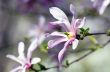 Beautiful Flowers of a Magnolia Tree