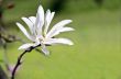 Beautiful Flowers of a Magnolia Tree