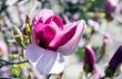 Beautiful Flowers of a Magnolia Tree