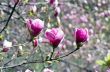 Beautiful Flowers of a Magnolia Tree