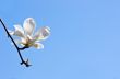 Beautiful Flowers of a Magnolia Tree