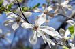 Beautiful Flowers of a Magnolia Tree