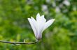 Beautiful Flowers of a Magnolia Tree