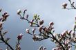 Beautiful Flowers of a Magnolia Tree