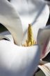 Beautiful Flowers of a Magnolia Tree