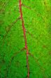 Leaf with pink vein