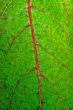 Leaf with pink vein