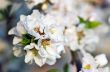 Cherry blossom closeup over natural background 