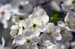 Cherry blossom closeup over natural background 