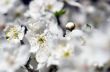 Cherry blossom closeup over natural background 