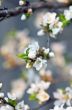 Apple  blossom closeup over natural background 
